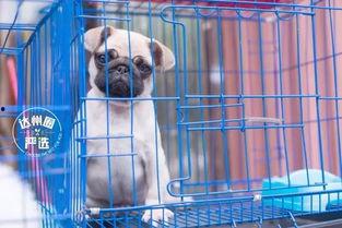 娛樂吃瓜寵物推薦,盤點(diǎn)那些愛看熱鬧的萌寵