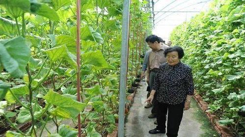 娛樂(lè)吃瓜蜀黍廣告語(yǔ)是什么,揭秘娛樂(lè)圈那些事兒