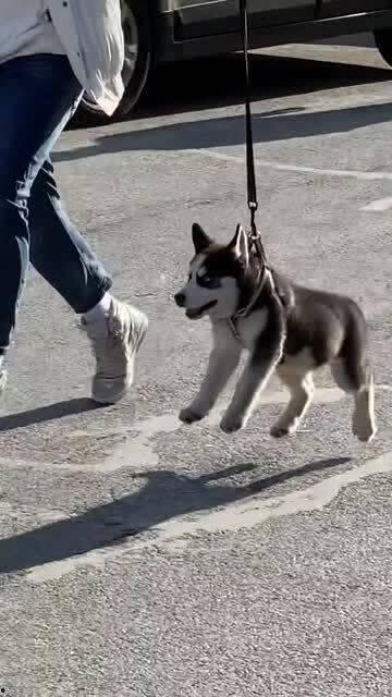 傻狗的日常娛樂(lè)吃瓜君,吃瓜君帶你領(lǐng)略?shī)蕵?lè)圈的歡樂(lè)瞬間