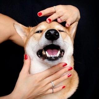 傻狗的日常娛樂(lè)吃瓜君,吃瓜君帶你領(lǐng)略?shī)蕵?lè)圈的歡樂(lè)瞬間