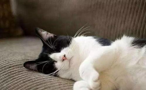 吃瓜娛樂醬社恐貓,揭秘社交恐懼的萌寵——社恐貓的日常生活