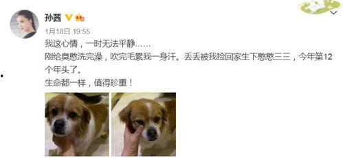 娛樂圈吃瓜小狗小說免費(fèi)閱讀,吃瓜小狗的甜蜜復(fù)仇之旅