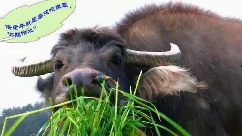 娛樂吃瓜醬牛,揭秘娛樂圈那些不為人知的幕后故事