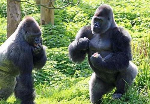 娛樂吃瓜醬動物園大猩猩,動物園大猩猩的趣味日常