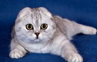 折耳貓娛樂吃瓜,揭秘娛樂圈吃瓜背后的真相與趣味