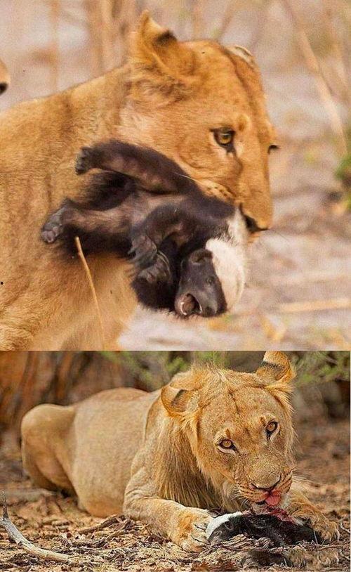 娛樂(lè)吃瓜醬動(dòng)物