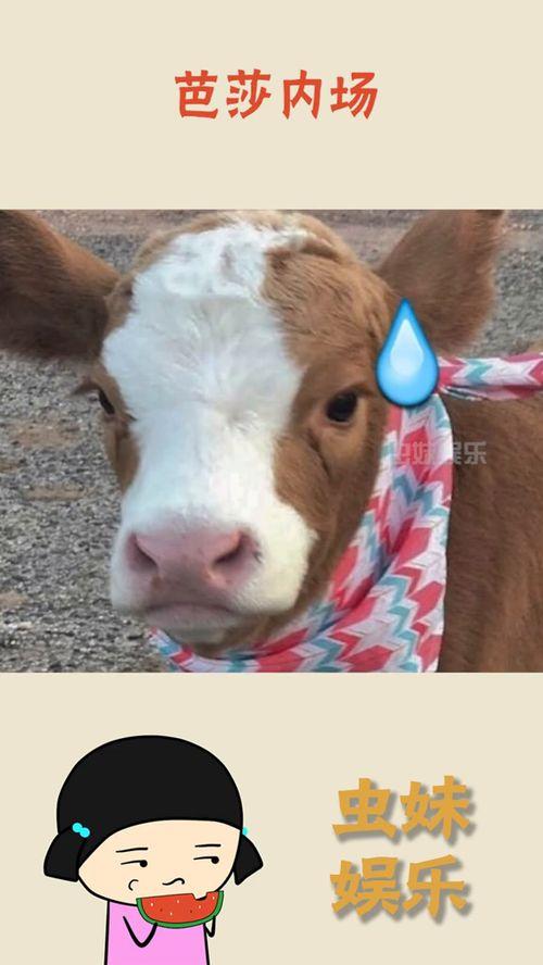 娛樂(lè)吃瓜醬動(dòng)物