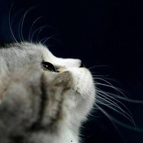 娛樂吃瓜貓捉鳥是真的嗎,娛樂吃瓜貓捉鳥事件，真相究竟如何？