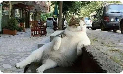 娛樂吃瓜貓捉鳥是真的嗎,娛樂吃瓜貓捉鳥事件，真相究竟如何？