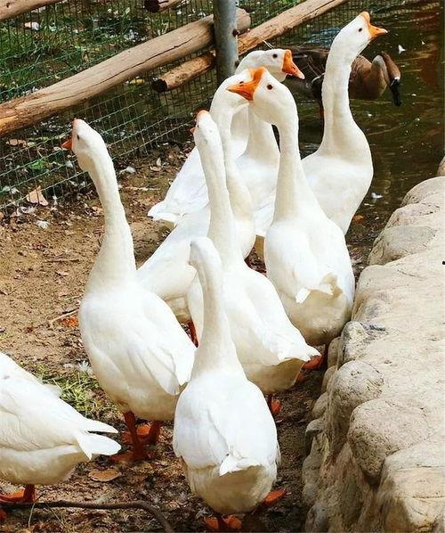 八鵝吃瓜菌娛樂圈,娛樂圈風(fēng)云錄