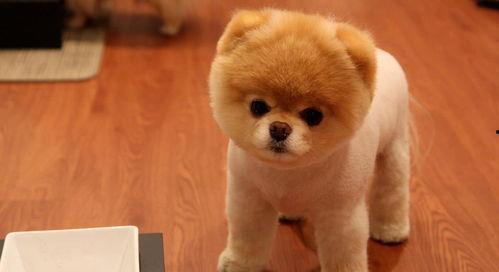 娛樂吃瓜醬精神撫慰犬,陪你度過歡樂時光的治愈伙伴