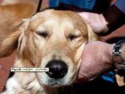 娛樂吃瓜醬精神撫慰犬,陪你度過歡樂時光的治愈伙伴