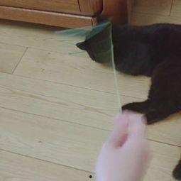 娛樂吃瓜醬貓咪視頻,萌態(tài)十足，網(wǎng)友直呼“太可愛了！”