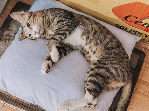 娛樂吃瓜醬貓咪視頻,萌態(tài)十足，網(wǎng)友直呼“太可愛了！”