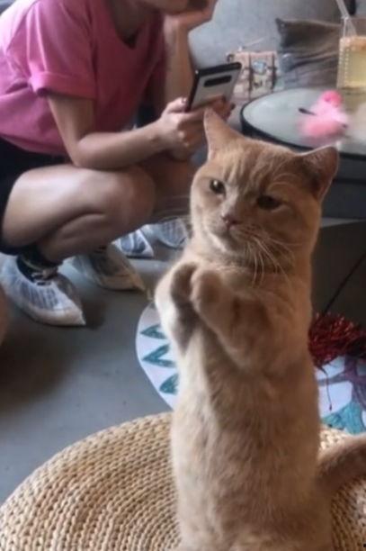 娛樂吃瓜醬貓咪視頻,萌態(tài)十足，網(wǎng)友直呼“太可愛了！”