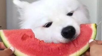 娛樂(lè)吃瓜醬薩摩耶,揭秘娛樂(lè)圈那些不為人知的幕后故事