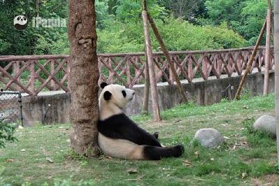 娛樂吃瓜熊貓視頻