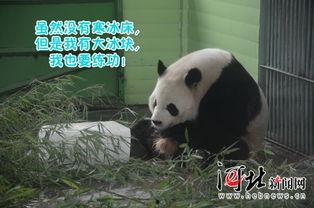 娛樂吃瓜大熊貓視頻,一場(chǎng)娛樂吃瓜盛宴